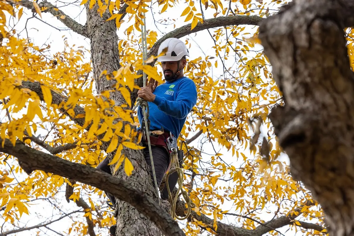 Skilled Tree Pruning crew working in Shumway