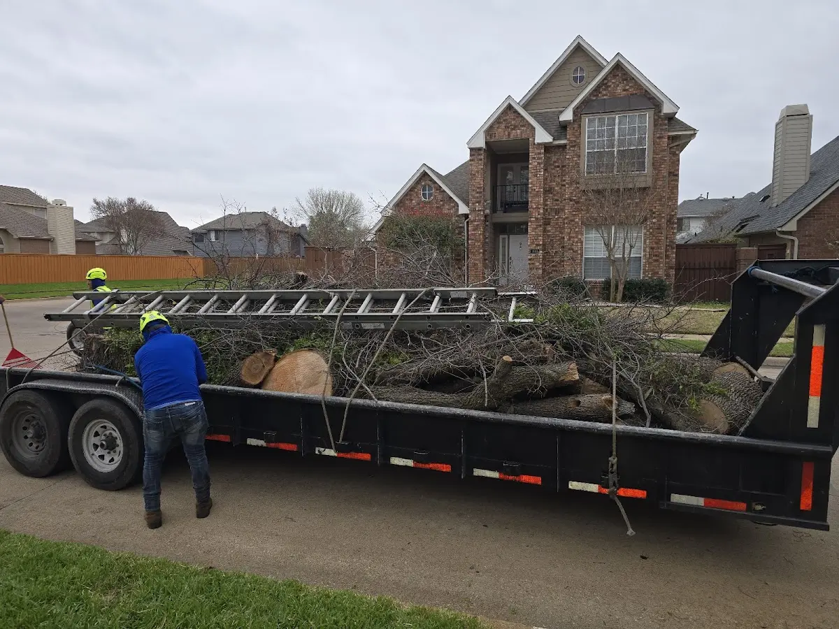 Expert Tree Pest Control with proper safety equipment in Shumway